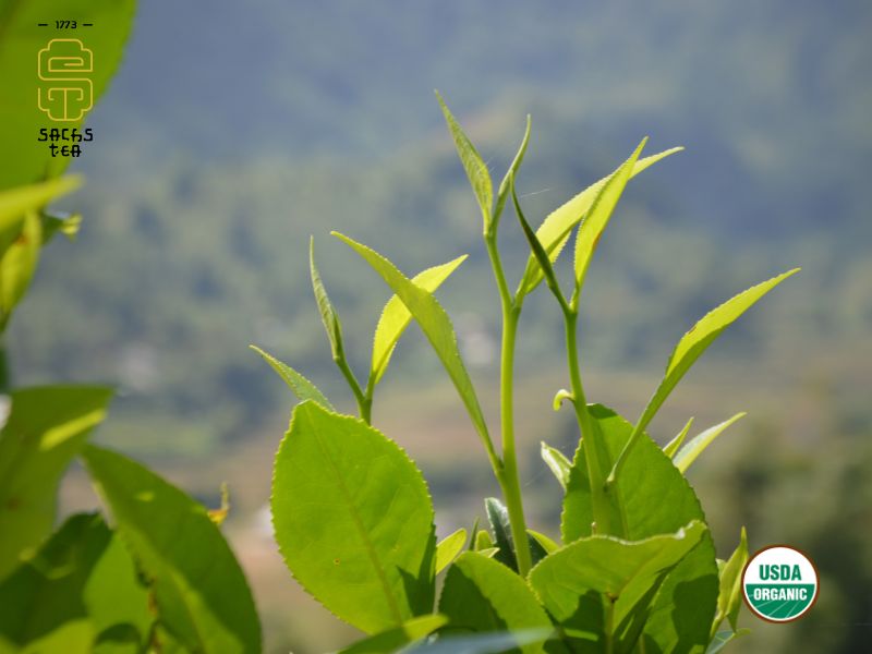 Phương pháp trồng chè phân tán khoảng cách giữa các cây chè rất xa nhau