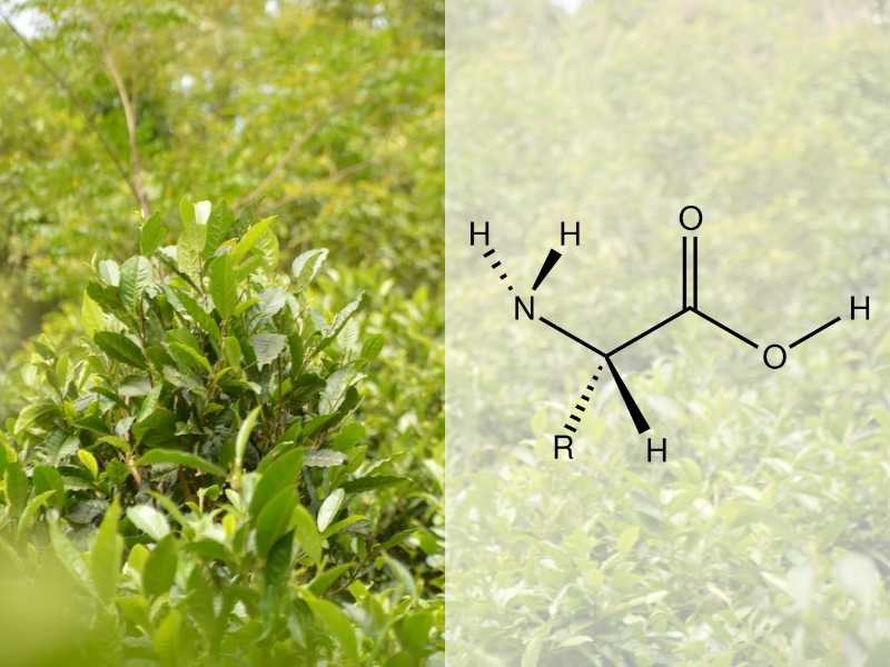 Amino Acid đóng vai trò chủ chốt trong quá trình tổng hợp protein