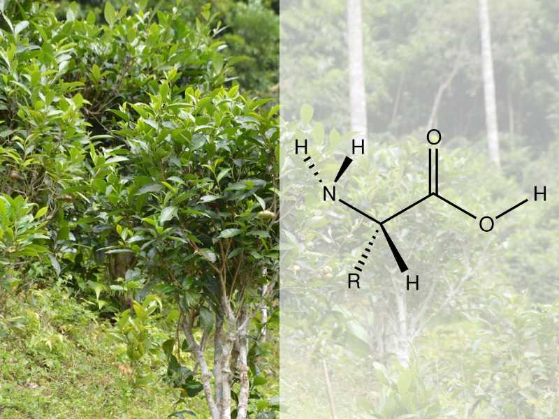 Amino Acid đóng vai trò quan trọng trong nhiều quá trình sinh học.