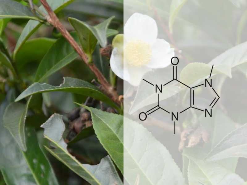 Caffeine trong trà - một phần tử kích thích tự nhiên