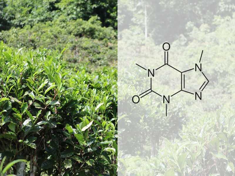 Caffeine trong trà có khả năng ức chế adenosine khiến cơ thể cảm thấy mệt mỏi.