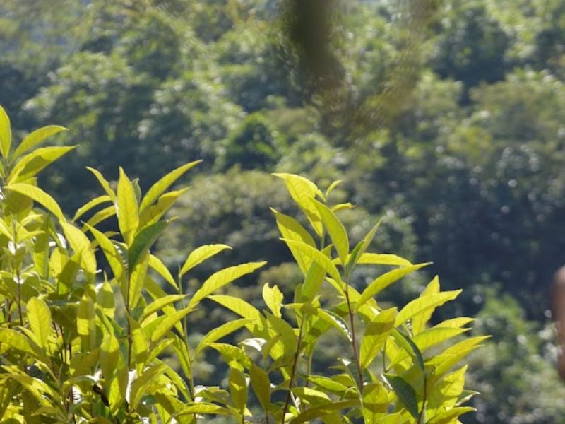 Chất chống oxy hóa đóng vai trò quan trọng trong việc chống lại tác động tiêu cực của các gốc tự do