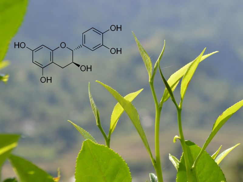 Hoạt chất Catechin có trong trà với hoạt động chống oxy hóa giúp bảo vệ các chuỗi DNA