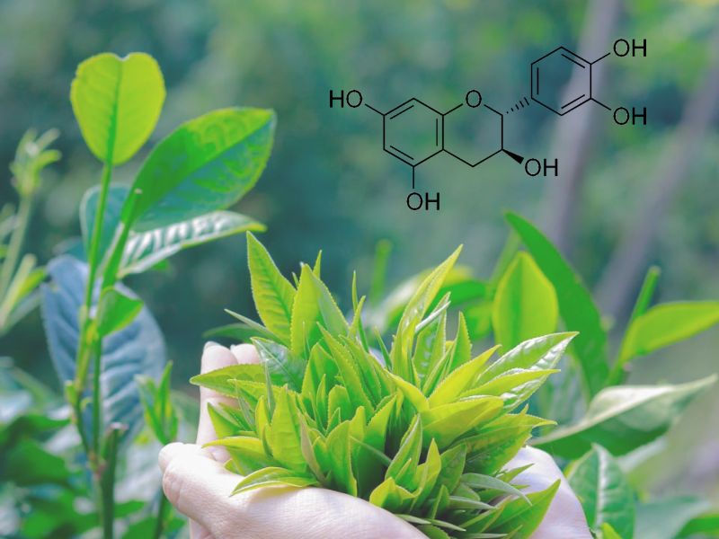 Hoạt chất Catechin có trong trà có khả năng giúp bảo vệ não khỏi các rối loạn