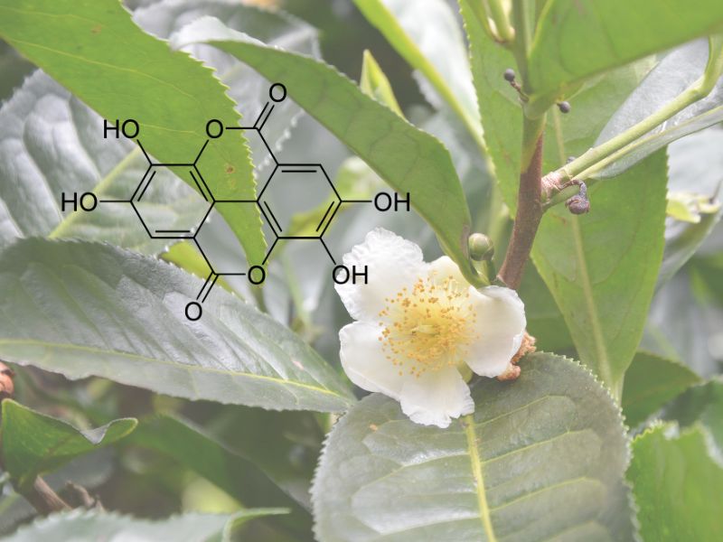Polyphenol có khả năng ức chế hoạt động của nhiều loại enzyme
