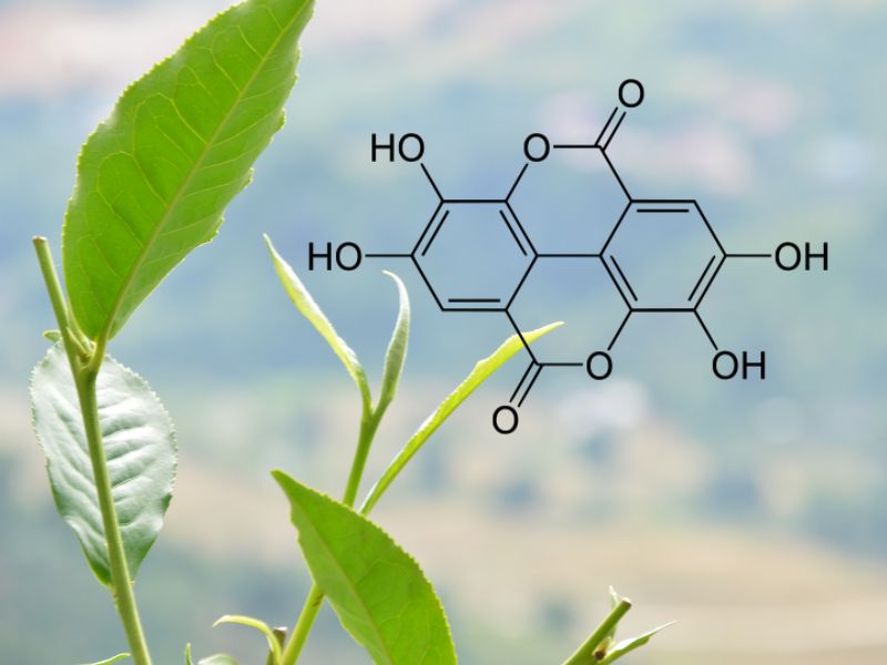 Bổ sung polyphenol vào chế độ ăn uống có thể đem lại lợi ích cho sức khỏe tim mạch