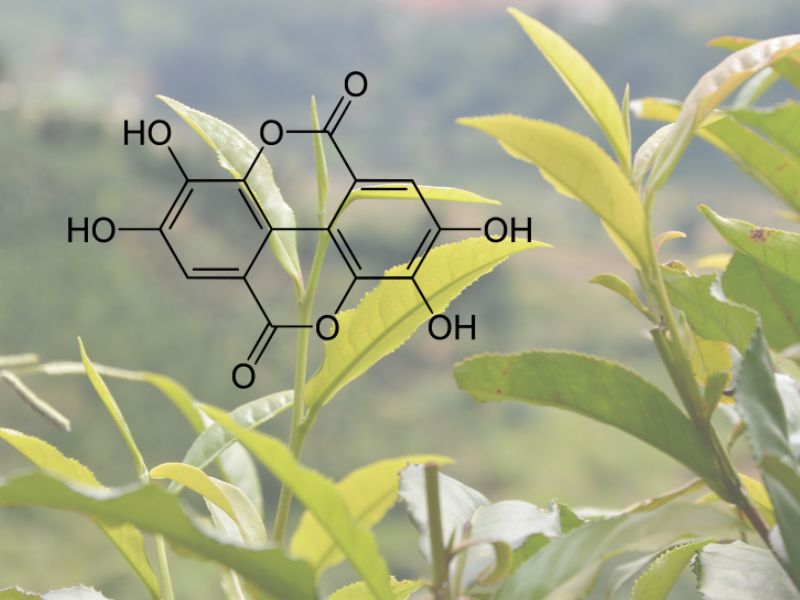 Polyphenol có thể đóng vai trò quan trọng trong việc kiểm soát lượng đường trong máu