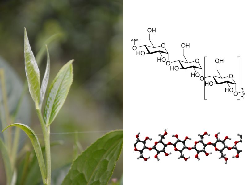 Hợp chất Polysaccharides, còn được biết đến như carbohydrate đa