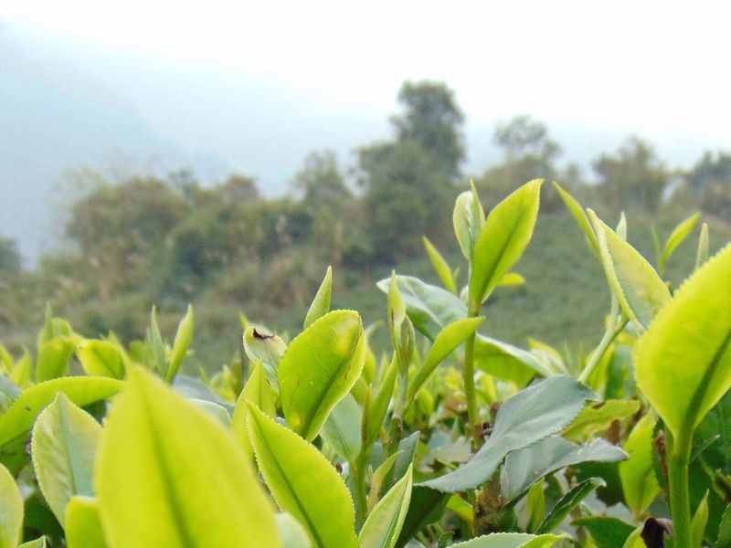 Hợp chất Polysaccharides có khả năng kích thích và điều tiết hệ thống miễn dịch