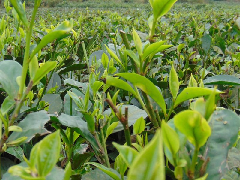 Polysaccharides trong trà (TPS) là một thành phần hoạt tính sinh học chính khác của trà