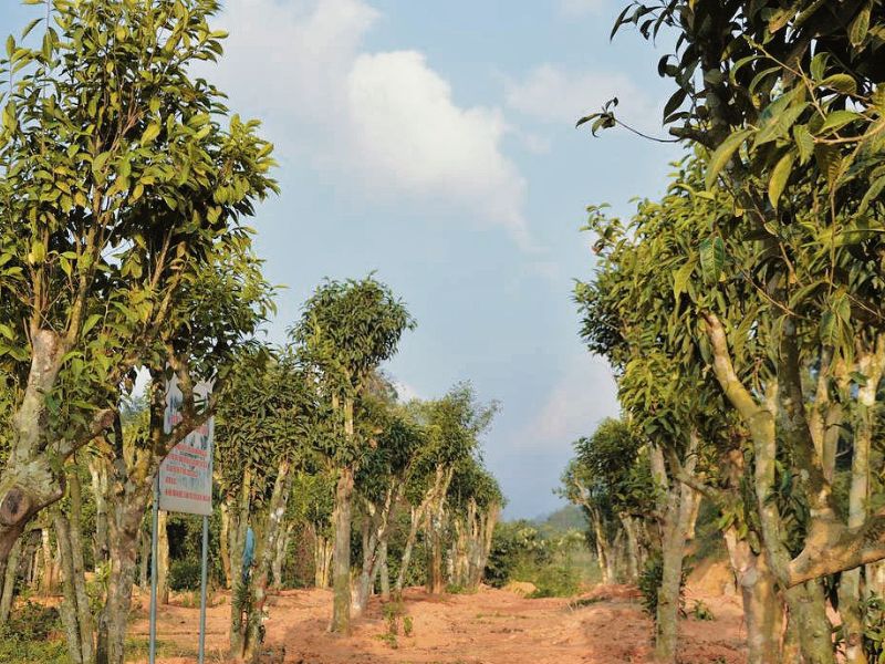 Hợp chất Polysaccharides đóng vai trò quan trọng cải thiện chức năng tạo máu tại tủy xương