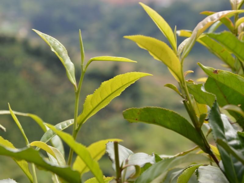 Lợi ích của L-theanine có trong trà xanh hoặc trà đen có thể giúp tạo ra cảm giác thư giãn