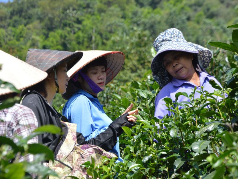 L-Theanine có khả năng giảm căng thẳng, cân bằng huyết áp