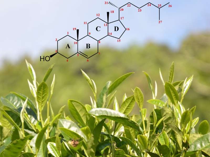Saponin trong trà là một loại hợp chất tự nhiên được gọi là Ginsenoside
