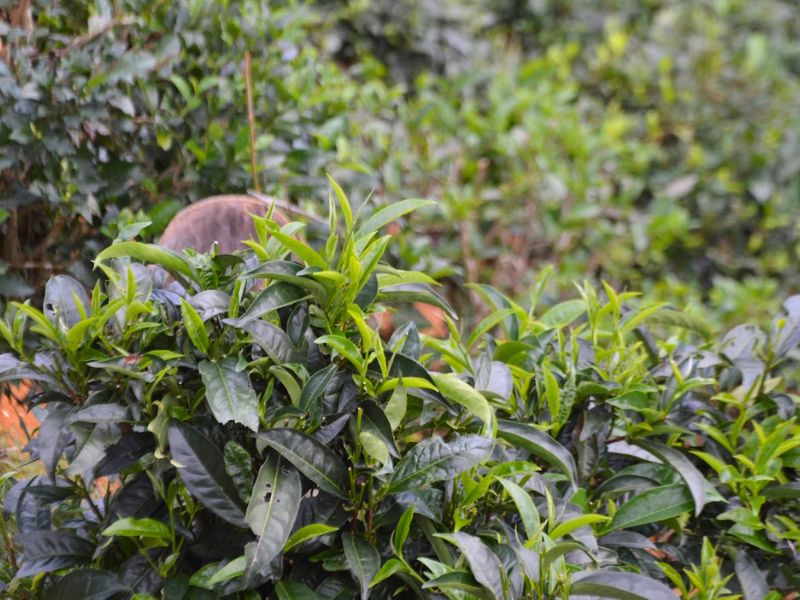 Các chuyên gia thường khuyên nên thêm trà xanh vào chế độ ăn uống hàng ngày để hỗ trợ sức khỏe tim mạch.