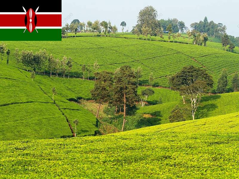 Kenya - một quốc gia thuộc châu Phi, ở đây, trà là một nguồn thu ngoại tệ quan trọng nhất của đất nước