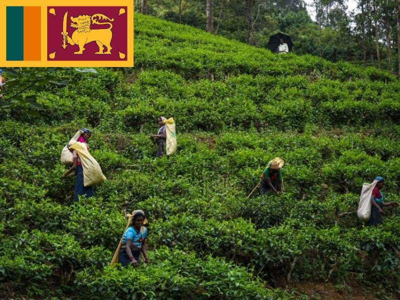 Sri Lanka vẫn đứng tại vị trí thứ 3 trên toàn thế giới về xuất khẩu trà 250,19 triệu kg