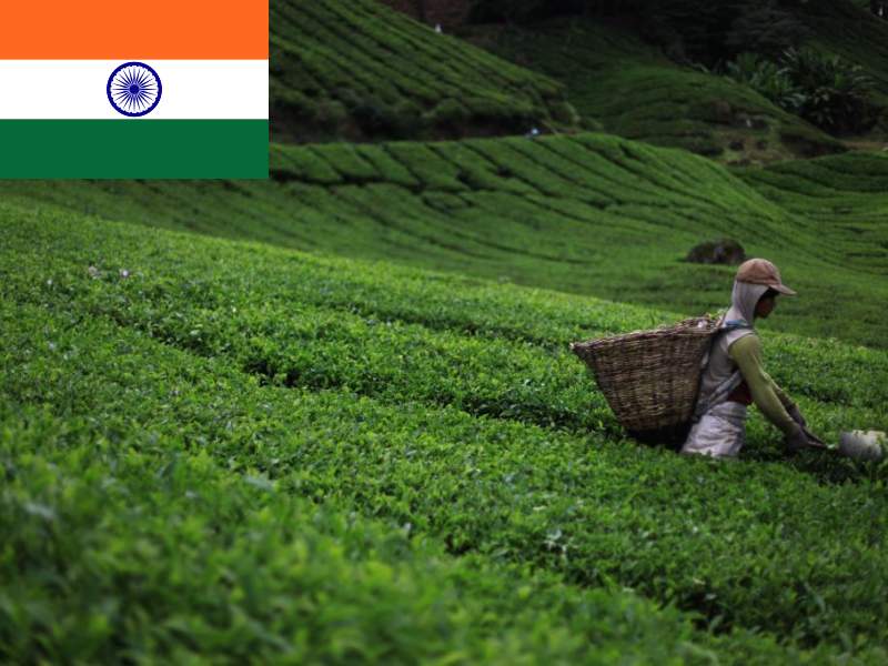 Ấn Độ xuất khẩu trà đạt thới giá trị 761 triệu USDA và trở thành quốc gia xuất khẩu chè lớn thứ 4 trên thế giới.