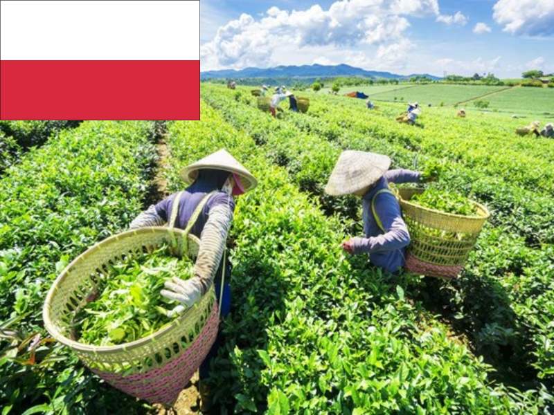 Trà là sản phẩm xuất khẩu trà đứng thứ 275 ở Ba Lan và đạt trị giá 256 triệu USD