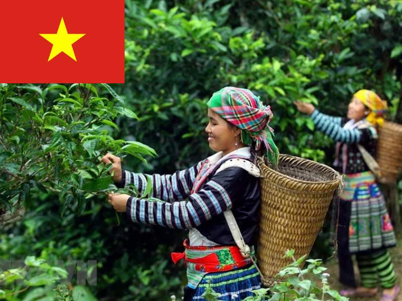 Việt Nam xuất khẩu 207 triệu USD chè , trở thành nước xuất khẩu chè lớn thứ 8 trên thế giới