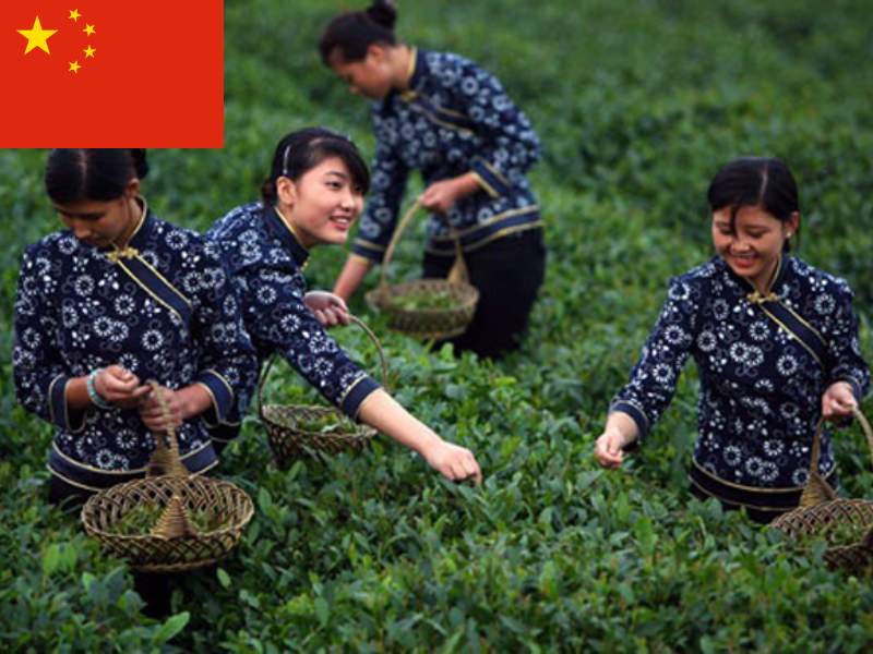Trung Quốc - Top 1 danh sách nước xuất khẩu trà lớn nhất