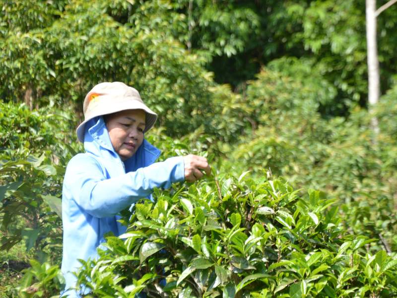 Trà xanh có tốt cho sức khỏe không?