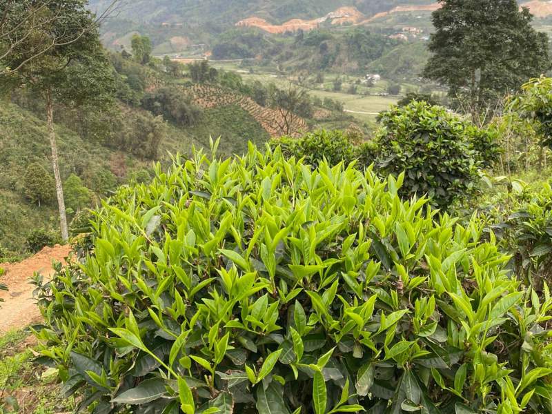 Trong những ngày nắng nóng, uống trà không chỉ giúp giải khát mà còn mang lại nhiều lợi ích sức khỏe